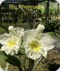 Rlc. Phonanpa
